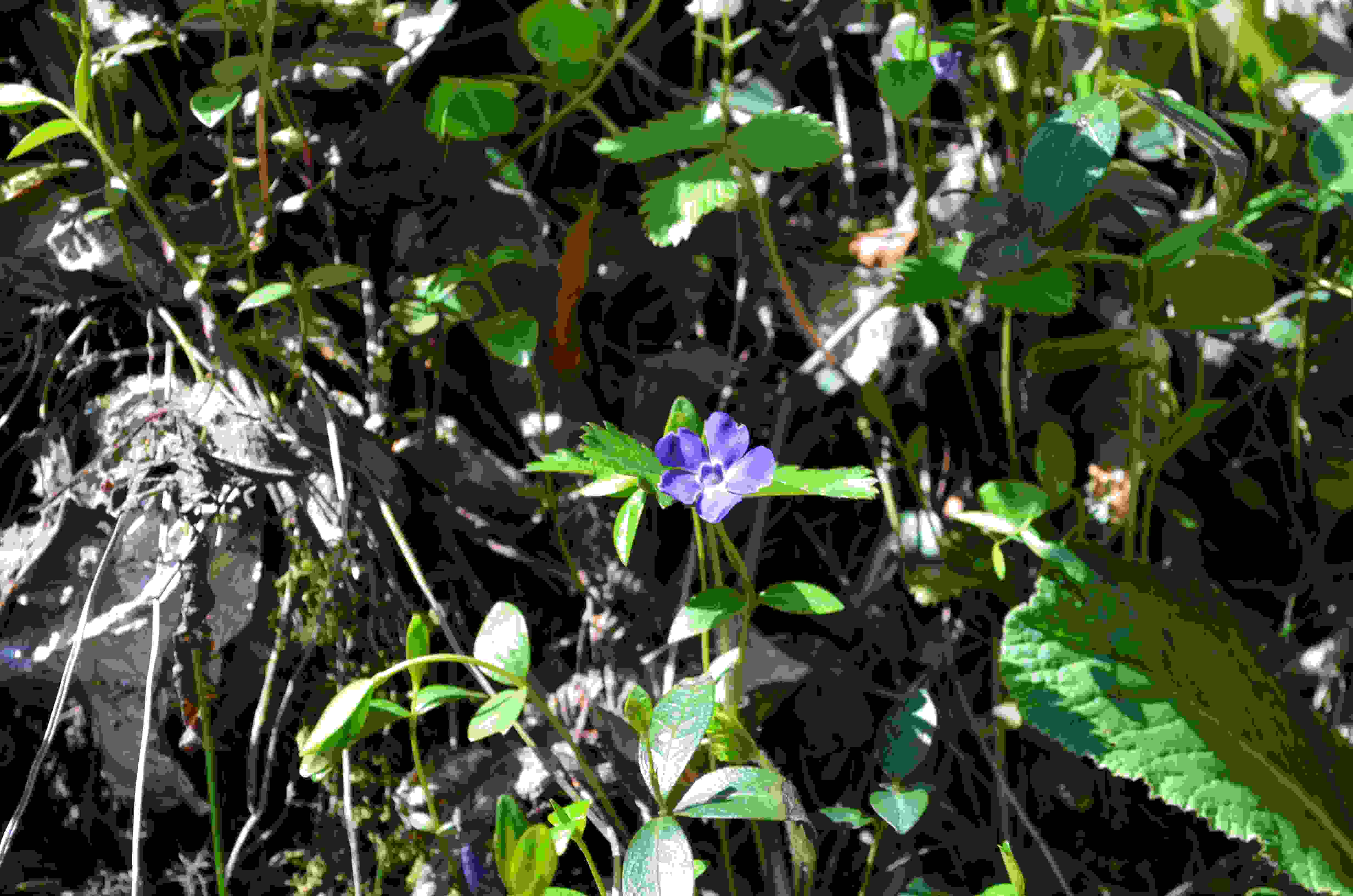 Da determinare - Vinca sp.